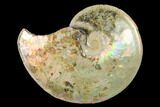 Highly Iridescent Fossil Ammonite (Sphenodiscus) - South Dakota #144816-2